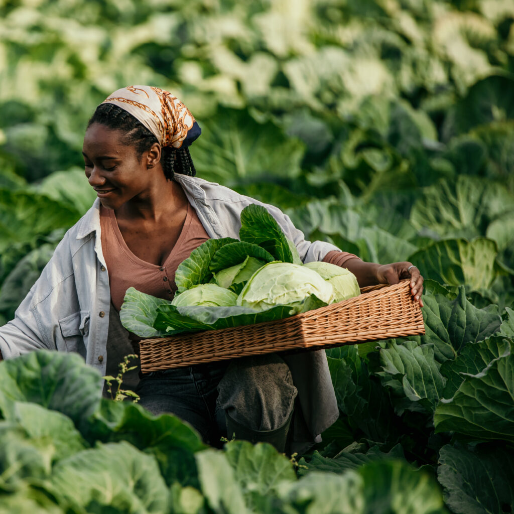 woman picking lettuce from farm